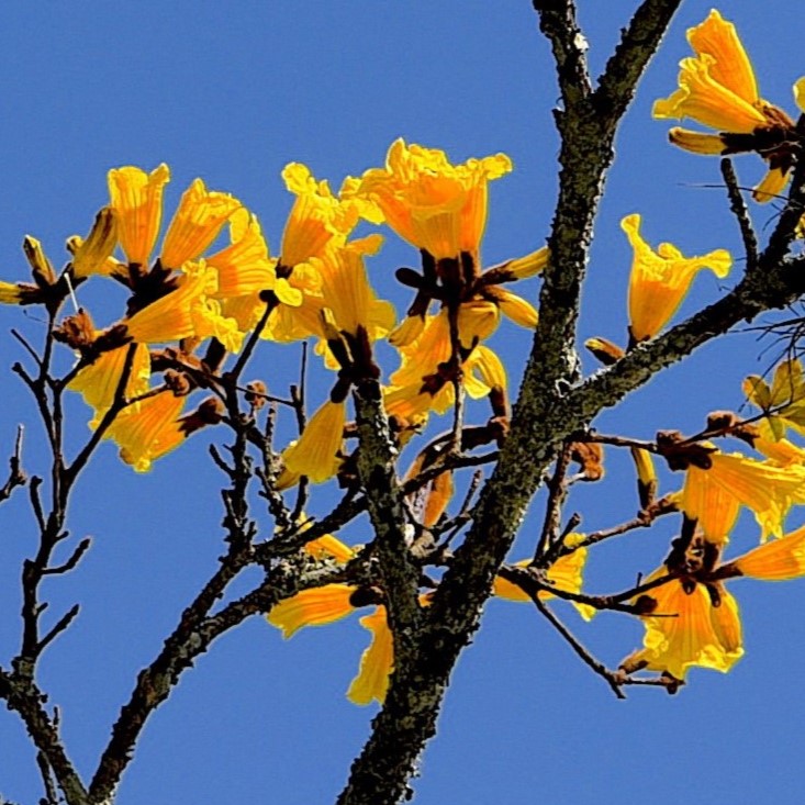 foto planta menu fácil para Vegetação e Flora de SC